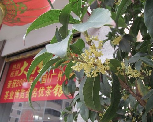 北方“桑拿天” 店外桂花香