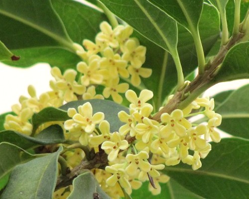 桂花香浓，窨制普洱正当时