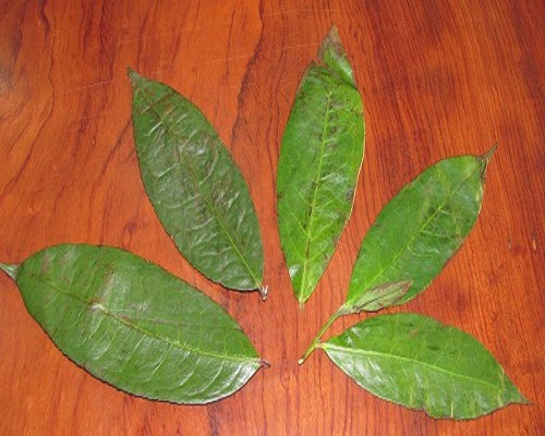 看看我采集的帕沙古茶园里的茶叶标本