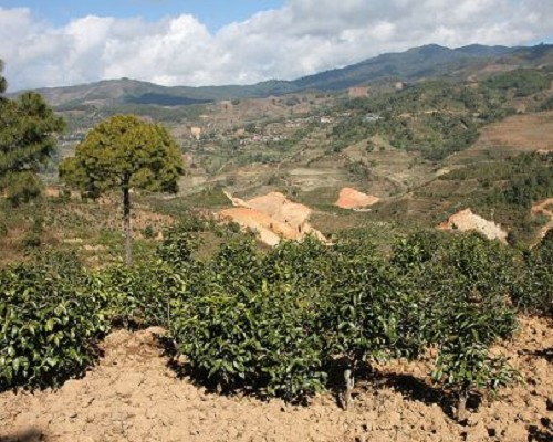 新年勐库茶山行——东弄