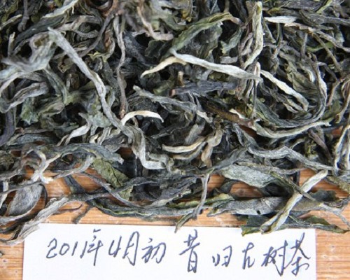 品鉴2011年早春昔归古树茶