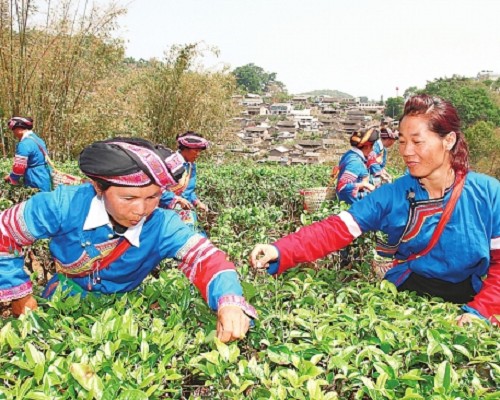 版纳古树茶价格接近翻番