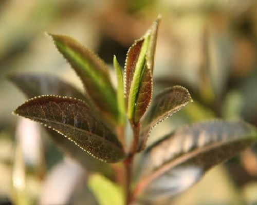 紫娟之美——2012年4月茶山行（三）