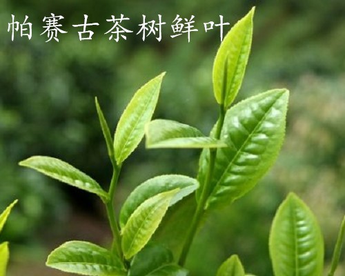 探访帕赛古茶山记（二）