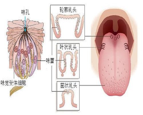 推翻“味觉地图”的谎言