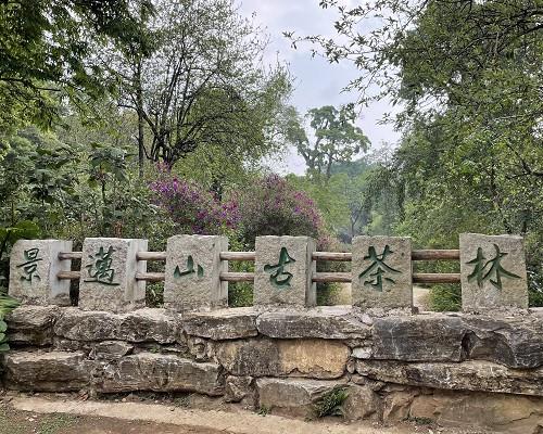 普洱景迈山古茶林文化景观成首个茶主题世界文化遗产