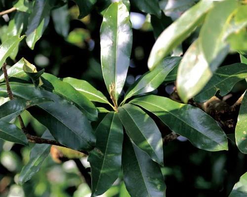 临沧永德：茶祖栖居的地方